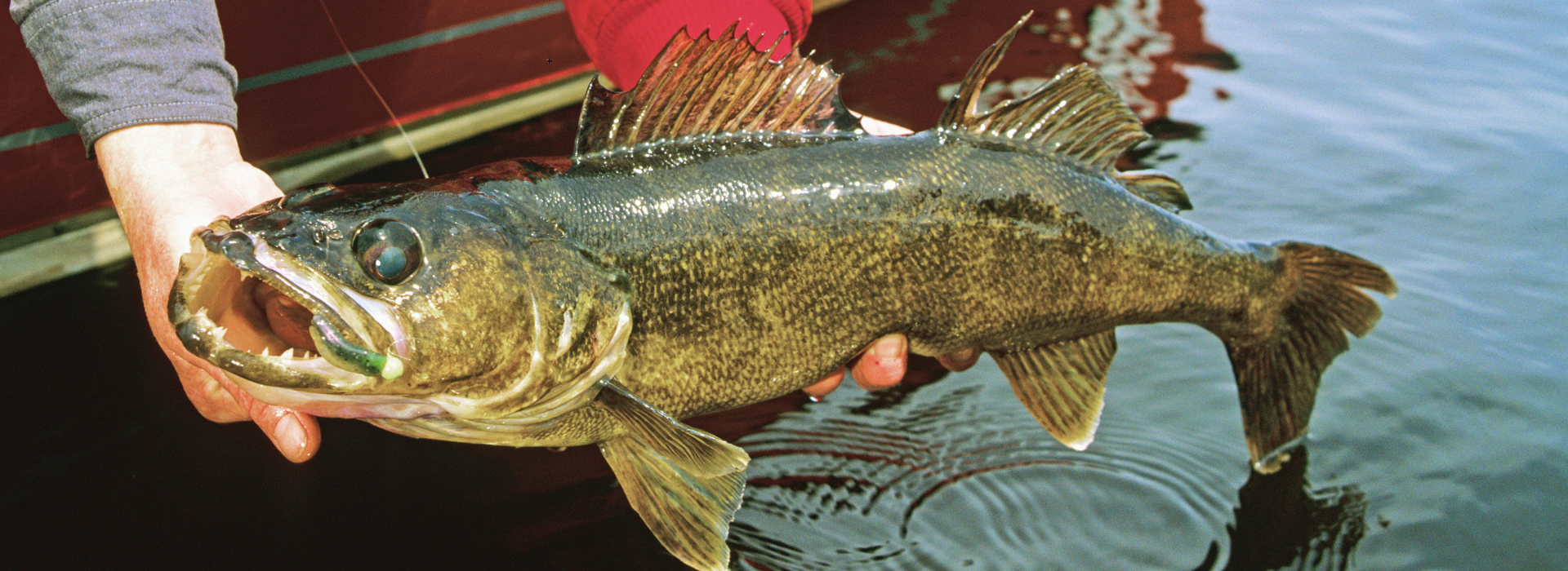 Walleye Fishing Minnesota